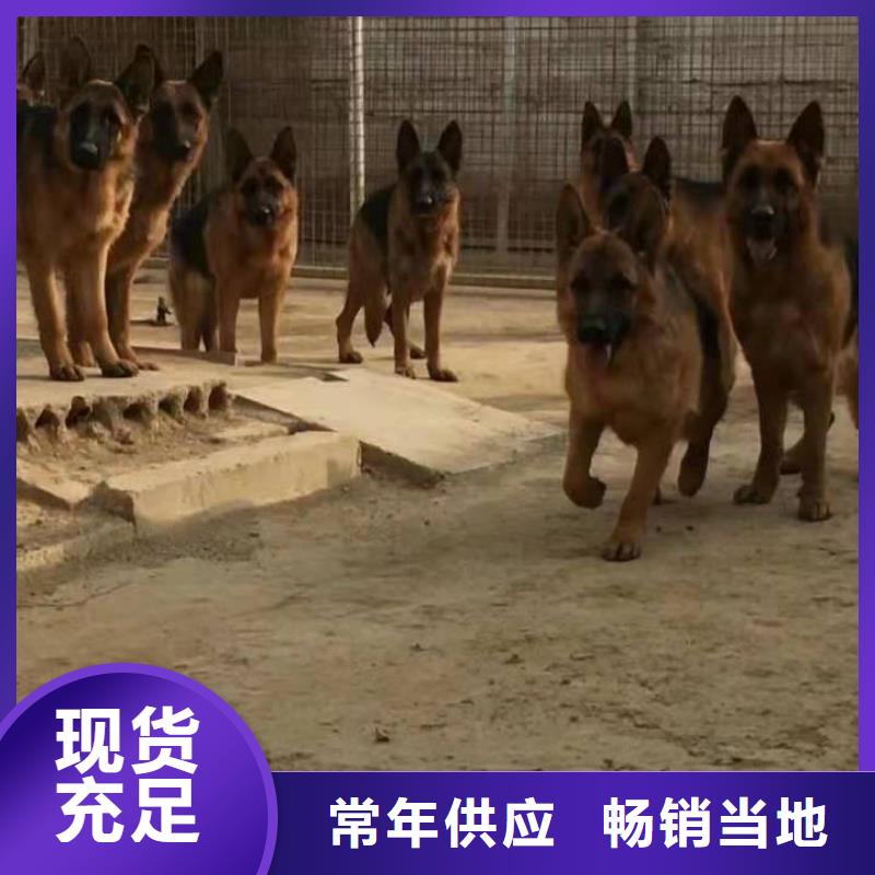 德國牧羊犬德牧犬細節嚴格凸顯品質