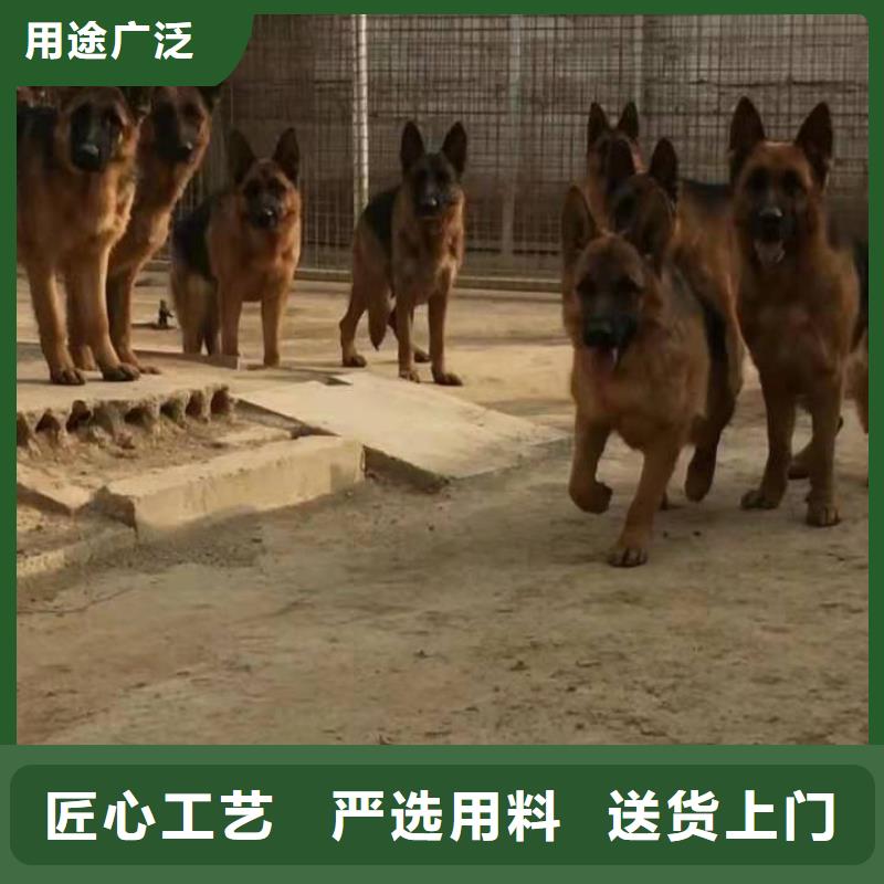 德国牧羊犬杜宾犬厂家大量现货