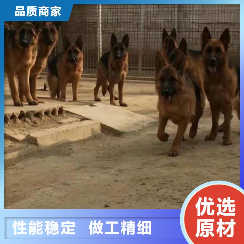 德国牧羊犬马犬用心做好每一件产品