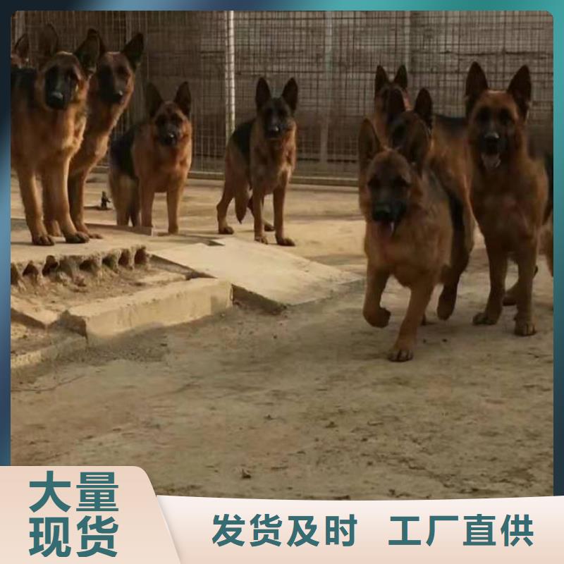 【德国牧羊犬】-罗威纳犬生产安装