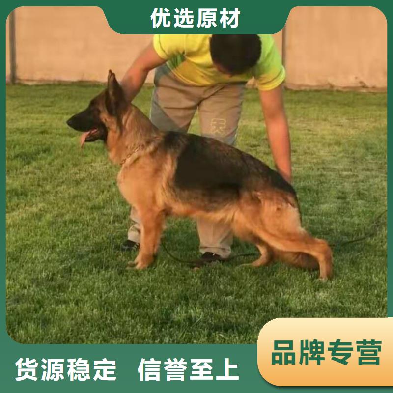 【德國牧羊犬】黑狼批發貨源