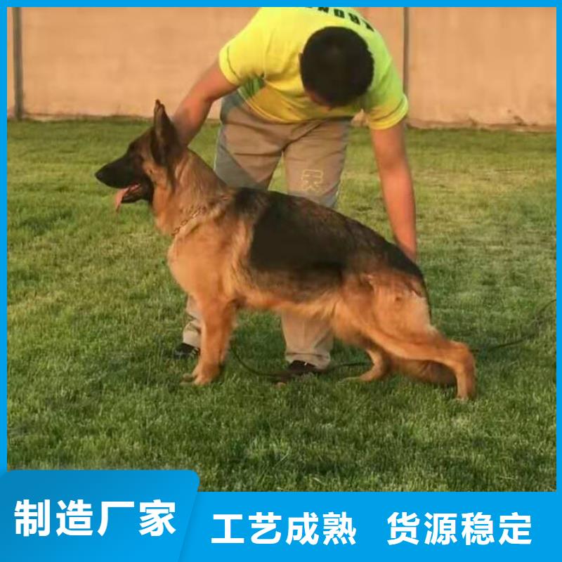 德国牧羊犬-卡斯罗犬库存齐全厂家直供