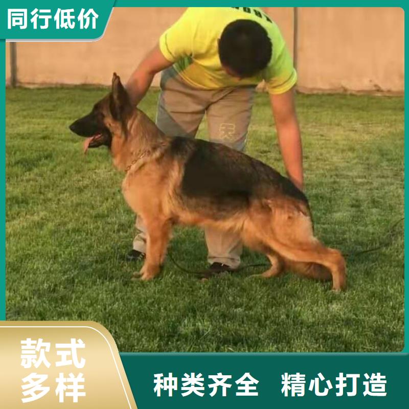 德國牧羊犬羅威納犬精選好貨