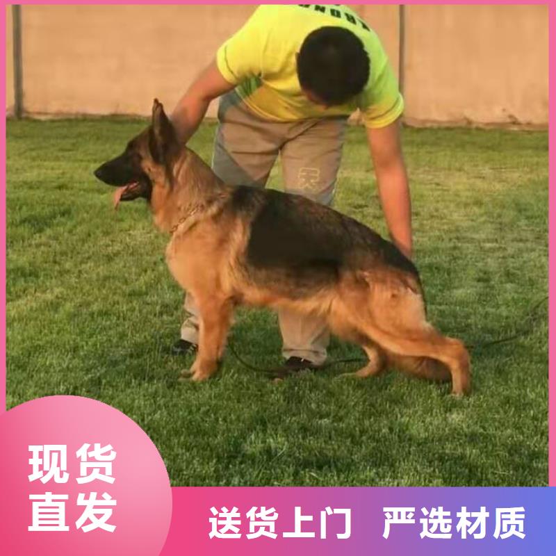 德国牧羊犬-德牧犬严谨工艺