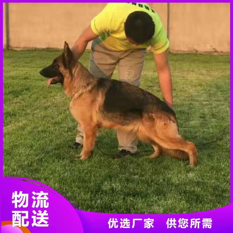 德國牧羊犬_馬犬一站式服務(wù)