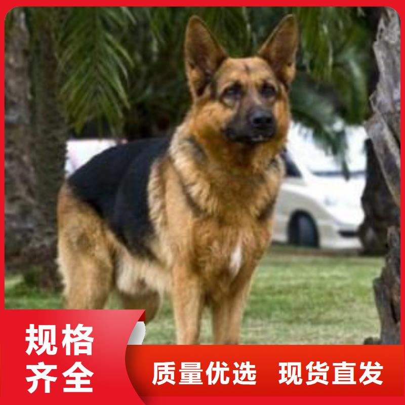 德国牧羊犬卡斯罗犬源头厂家直销