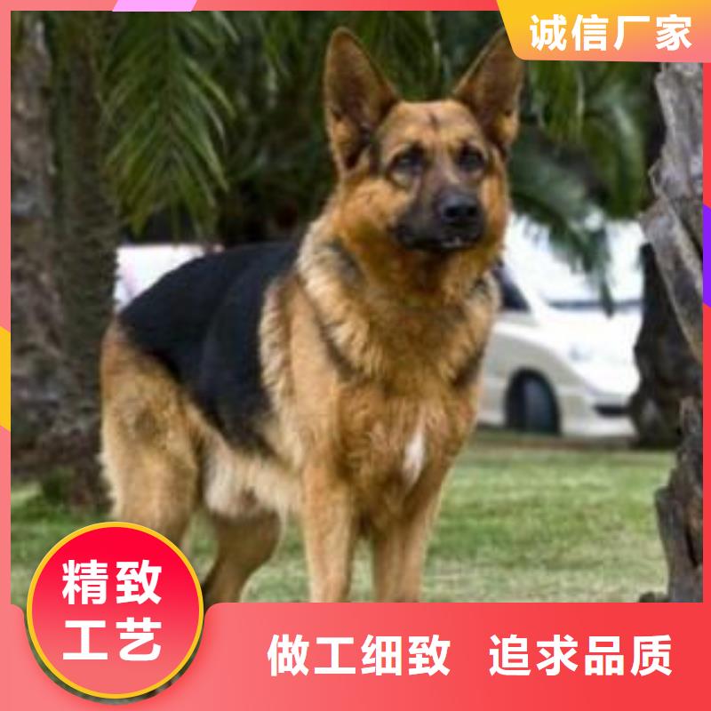 德国牧羊犬拉布拉多犬现货充足