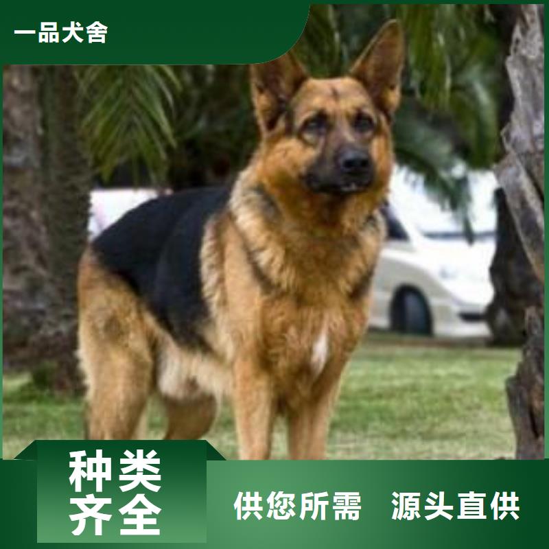 德国牧羊犬-比特犬优质原料