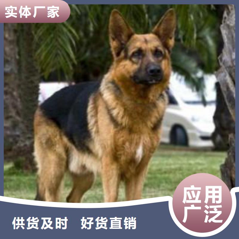 德國牧羊犬比特犬訂購
