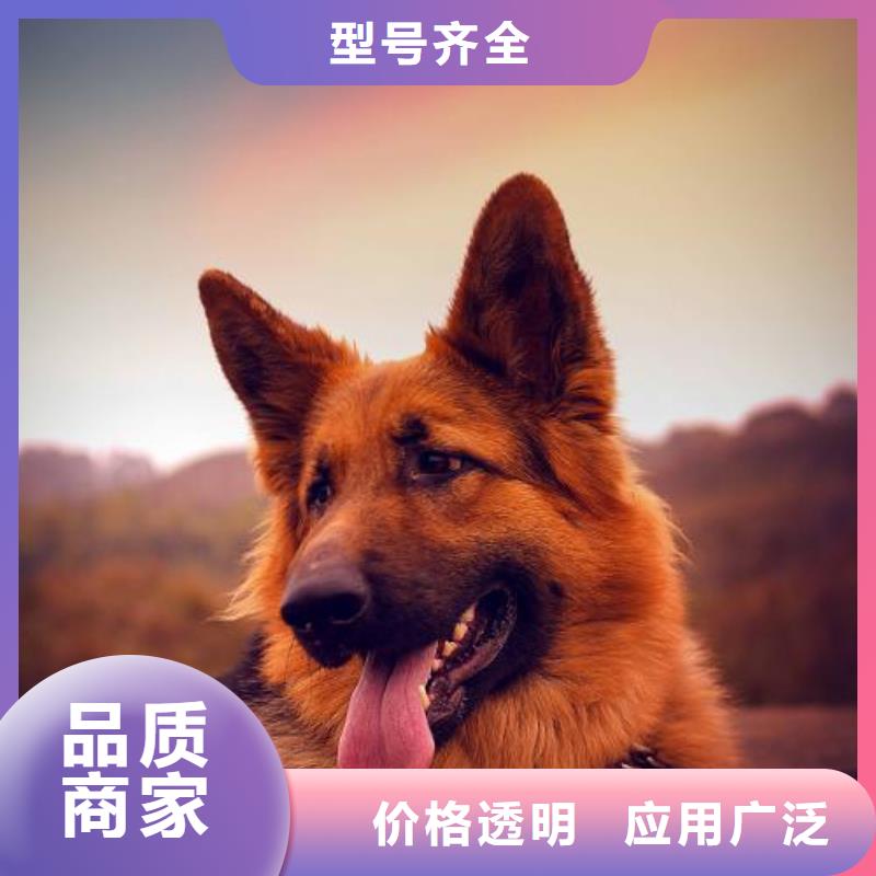 【德国牧羊犬】杜高犬注重细节