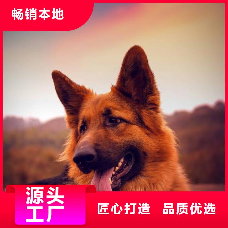 【德国牧羊犬拉布拉多犬保障产品质量】