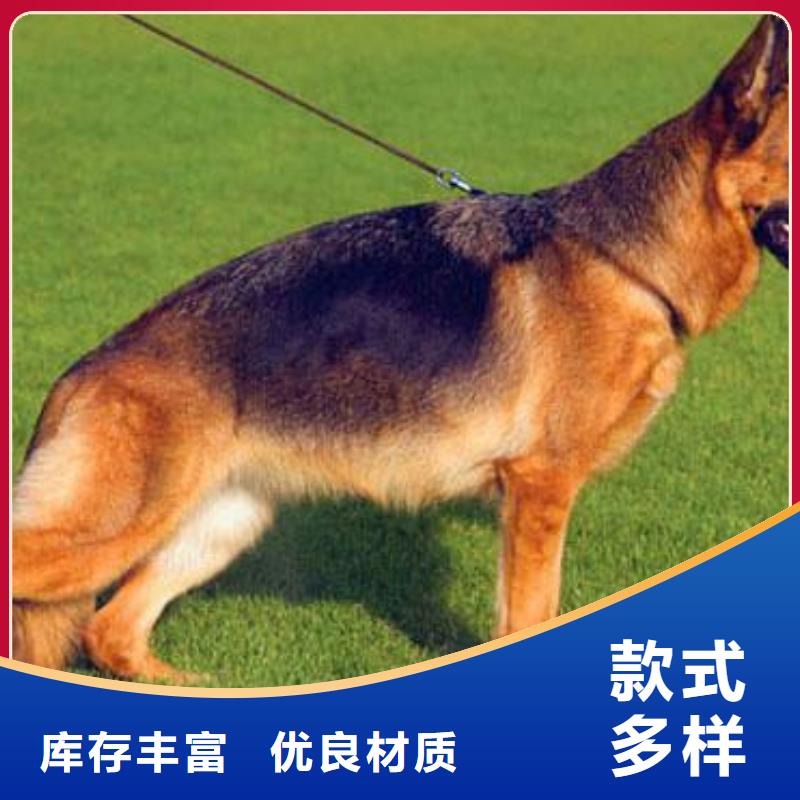 德國牧羊犬杜高犬實體廠家支持定制