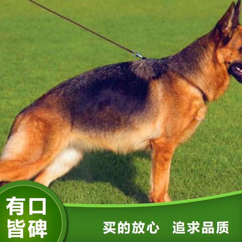 德国牧羊犬【卡斯罗犬】厂家精选