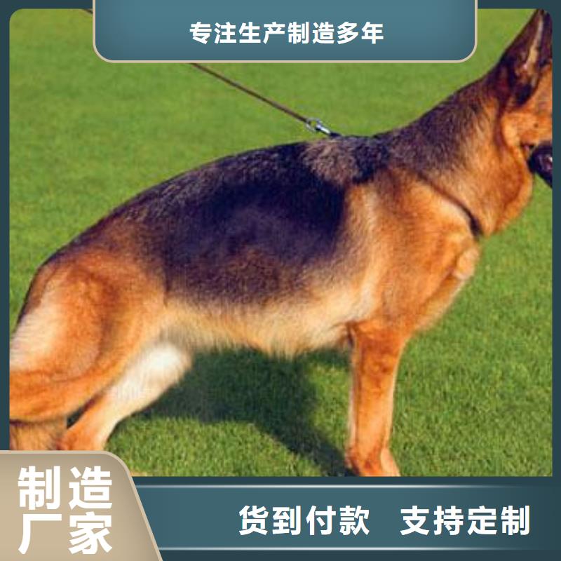 德国牧羊犬卡斯罗犬源头厂家直销