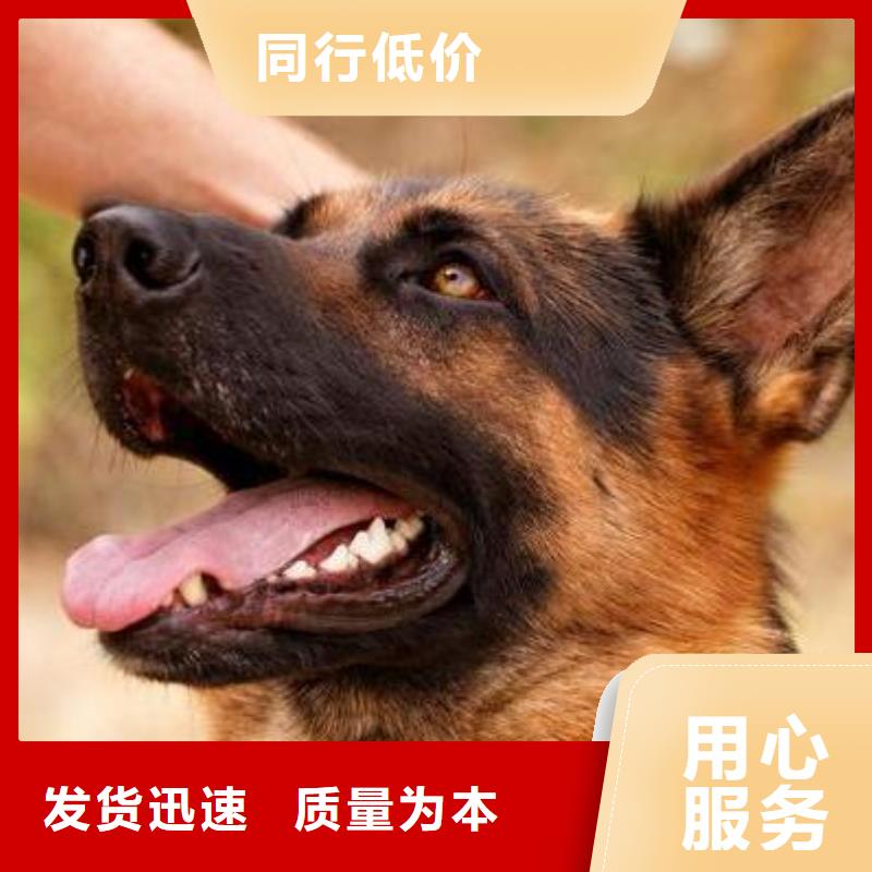 德国牧羊犬【杜高犬】一站式采购商家