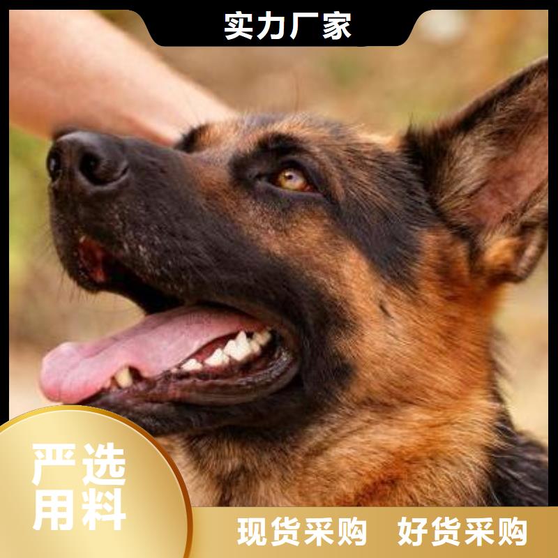 【德国牧羊犬拉布拉多犬保障产品质量】