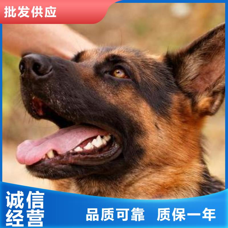 【德国牧羊犬】-罗威纳犬生产安装