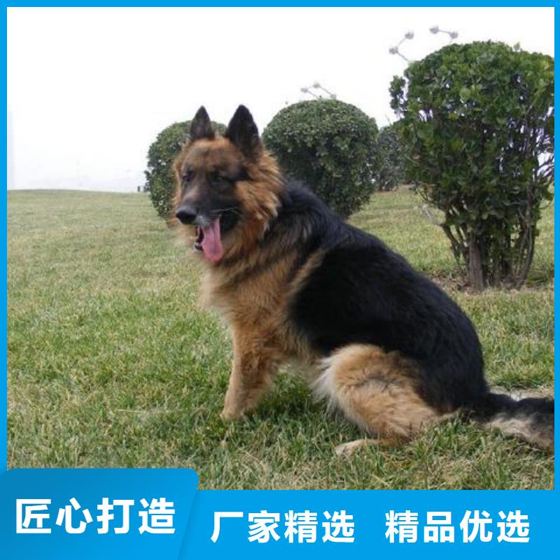 德国牧羊犬杜宾犬厂家大量现货