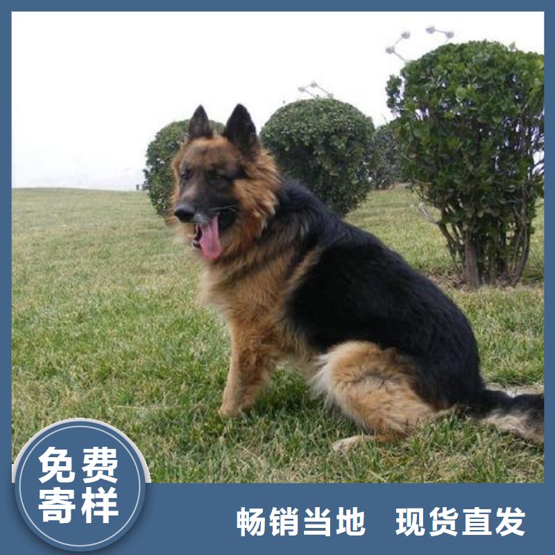 德国牧羊犬【杜宾犬】用心制作