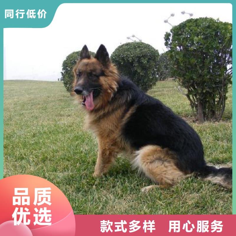 德国牧羊犬【卡斯罗犬】厂家精选