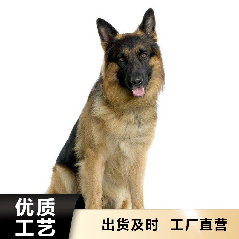 德國牧羊犬杜高犬實體廠家支持定制