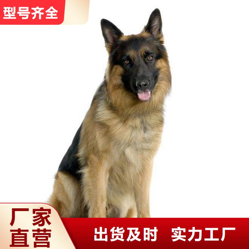 德国牧羊犬卡斯罗犬源头厂家直销