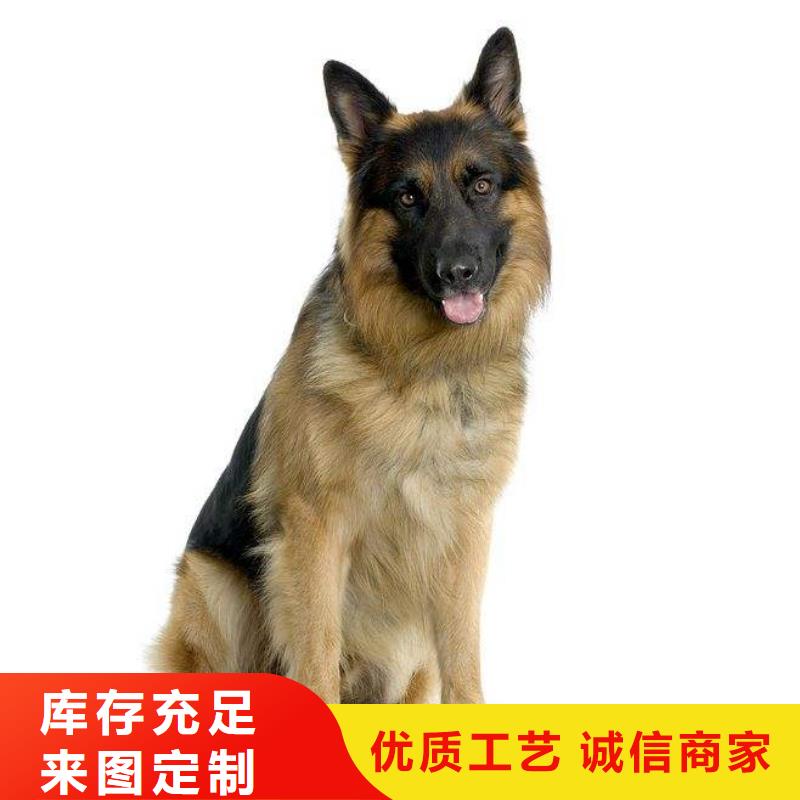 德国牧羊犬【黑狼】真材实料诚信经营