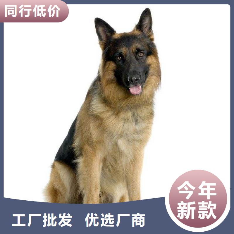 德國牧羊犬-卡斯羅犬現貨實拍
