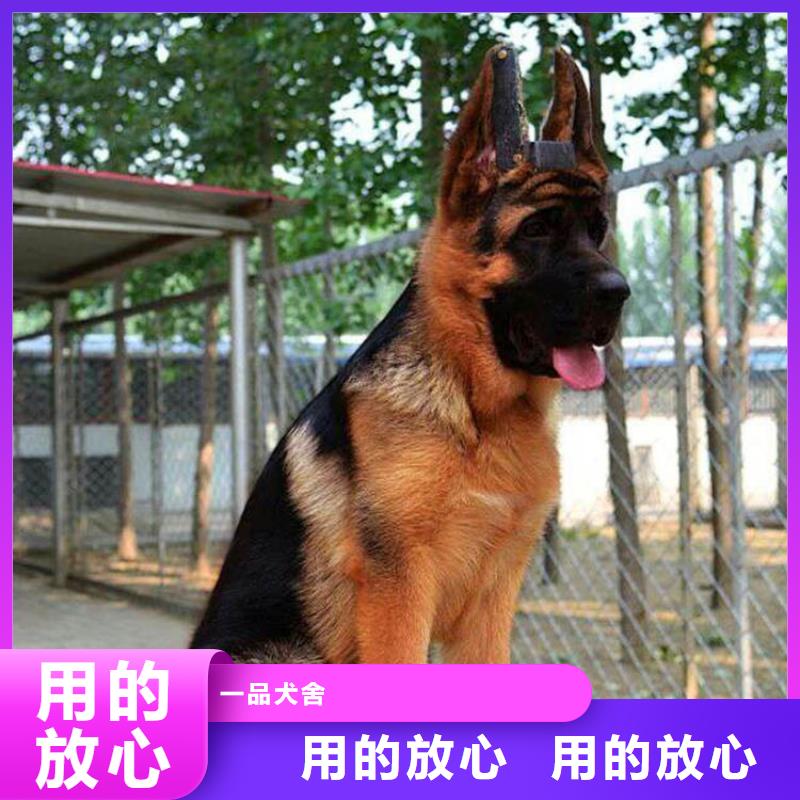 德国牧羊犬,杜高犬种类齐全