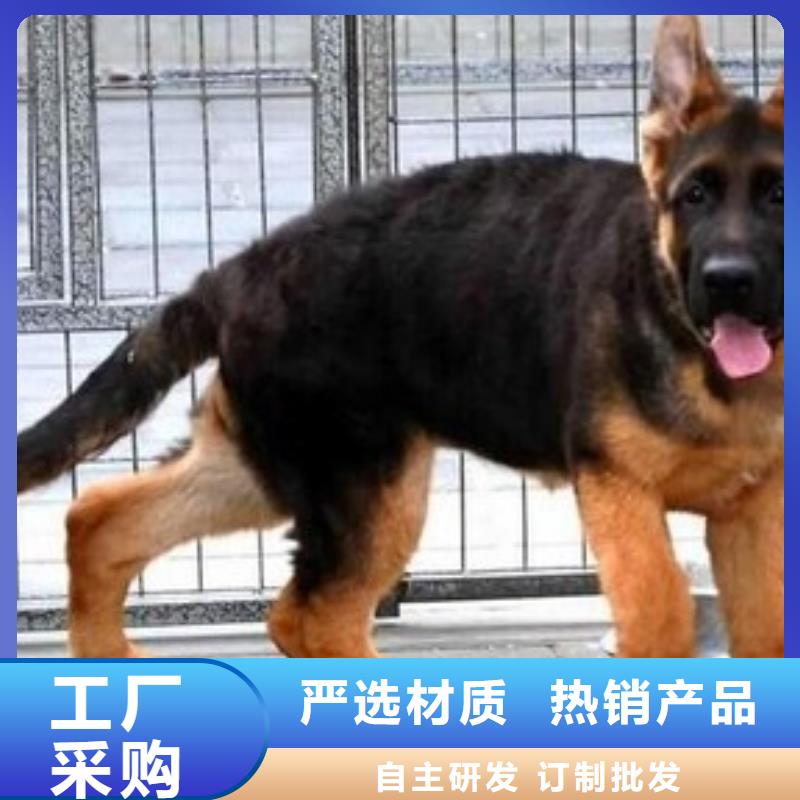 【德国牧羊犬黑狼一对一为您服务】