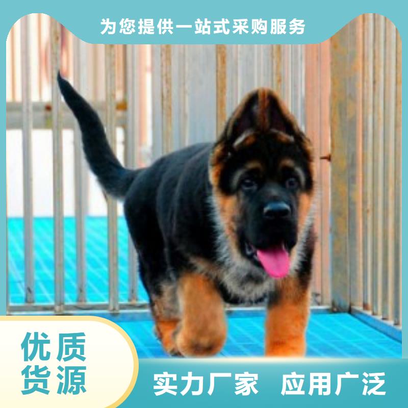 德国牧羊犬-比特犬优质原料