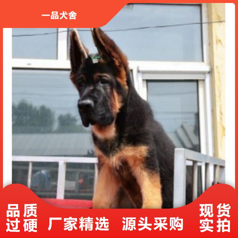 【德国牧羊犬】罗威纳犬真正的源头厂家