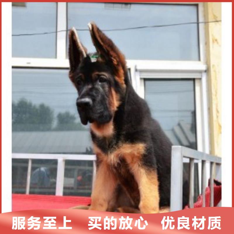 德國(guó)牧羊犬卡斯羅犬歡迎新老客戶垂詢