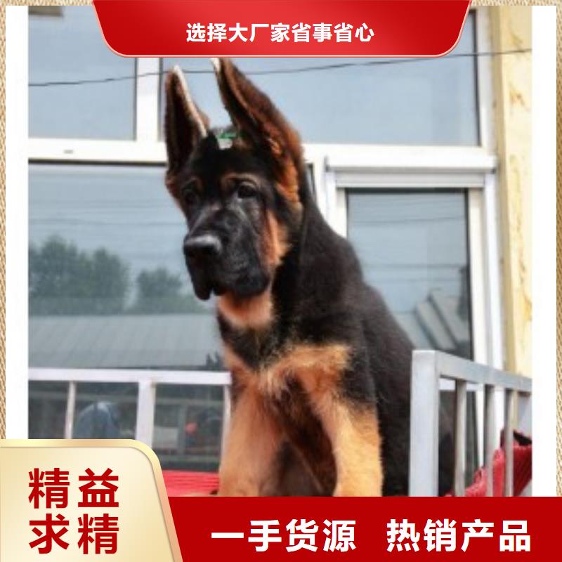 德国牧羊犬杜宾犬客户满意度高