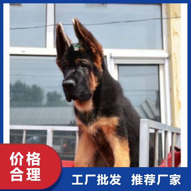 【德国牧羊犬】杜高犬注重细节