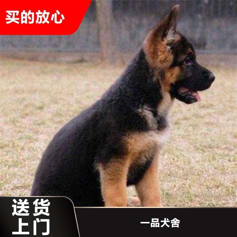 德国牧羊犬-比特犬优质原料