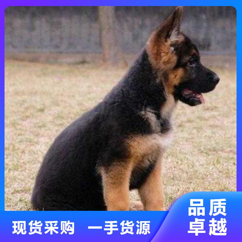 德国牧羊犬罗威纳犬免费询价