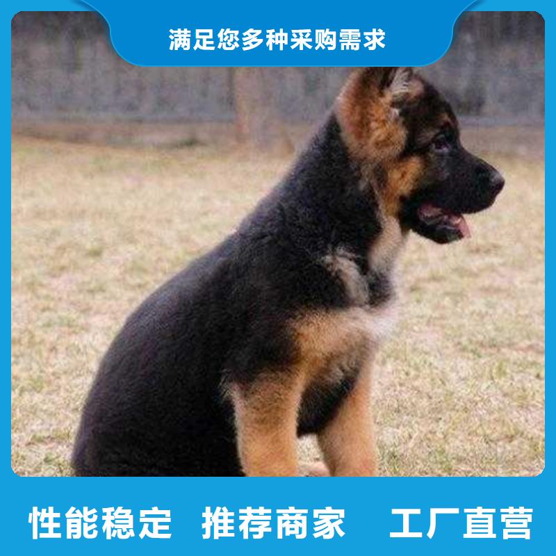 德国牧羊犬拉布拉多犬现货充足