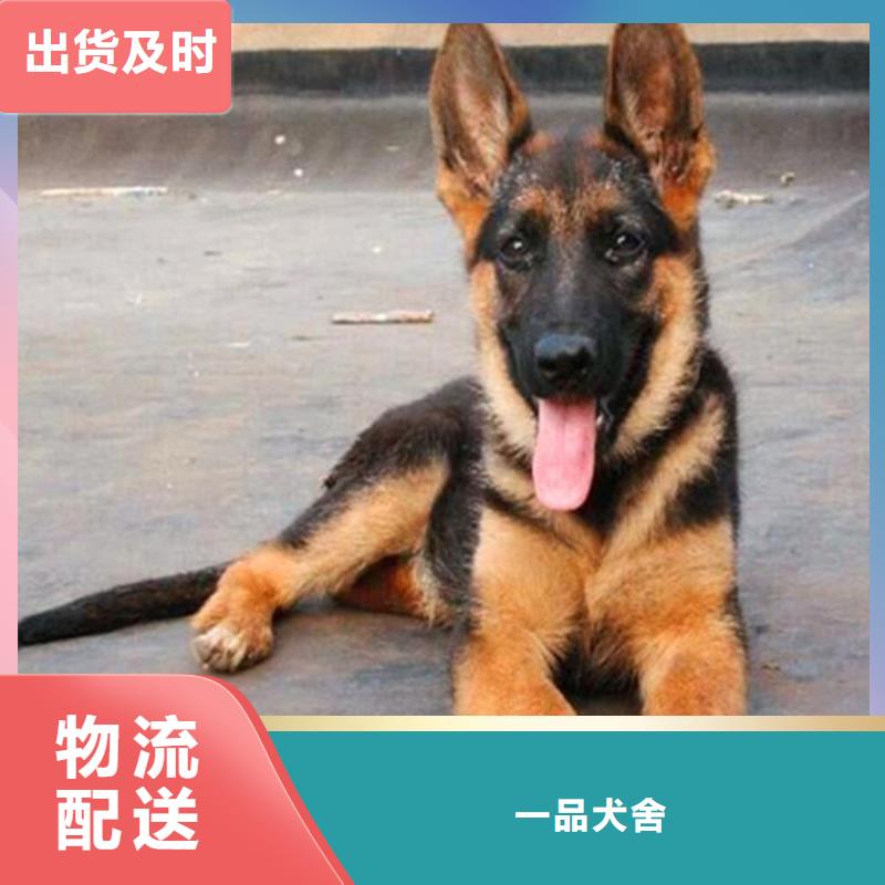 德国牧羊犬【杜高犬】一站式采购商家