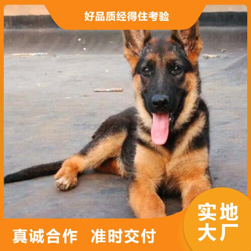 德国牧羊犬-卡斯罗犬库存齐全厂家直供