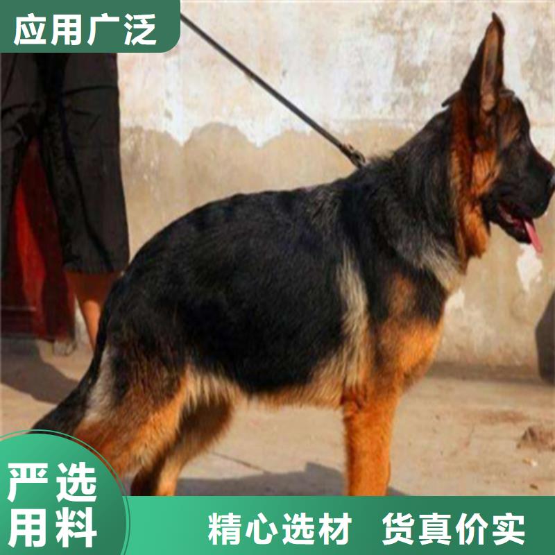 德国牧羊犬罗威纳犬国标检测放心购买