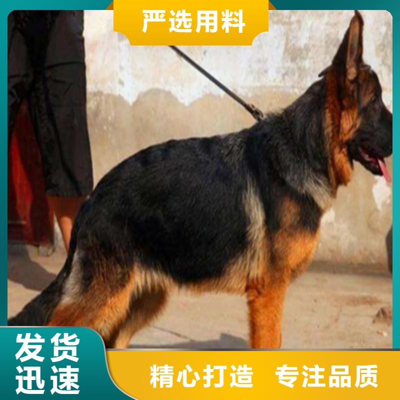 【德國牧羊犬】黑狼批發貨源