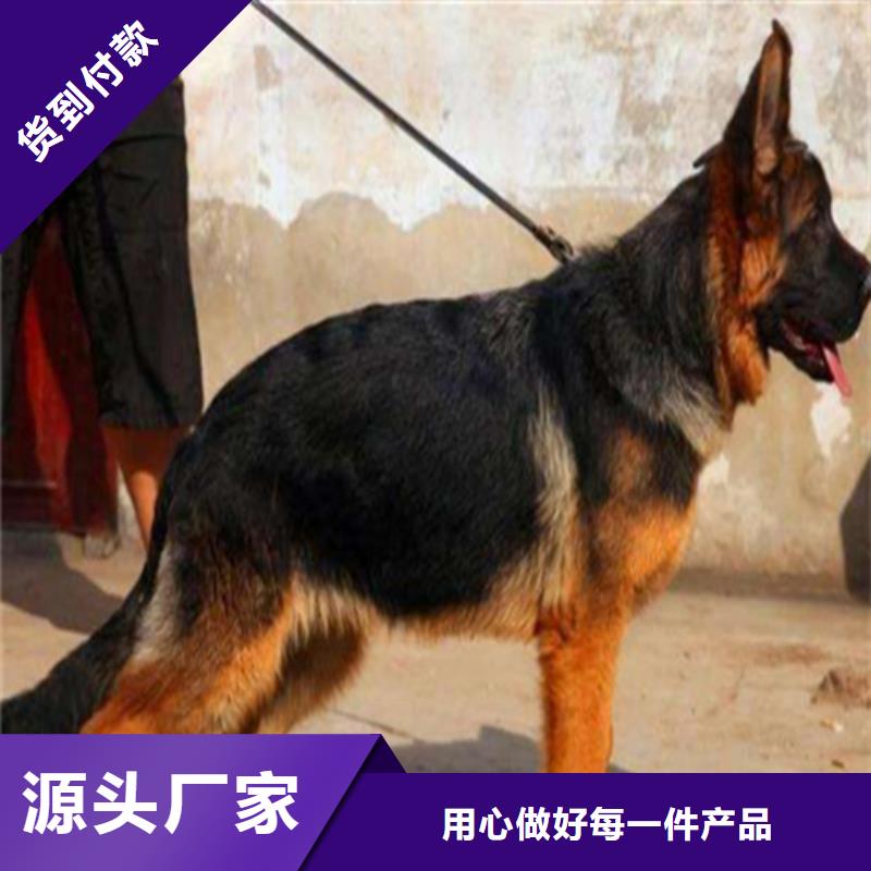 德国牧羊犬,杜高犬种类齐全