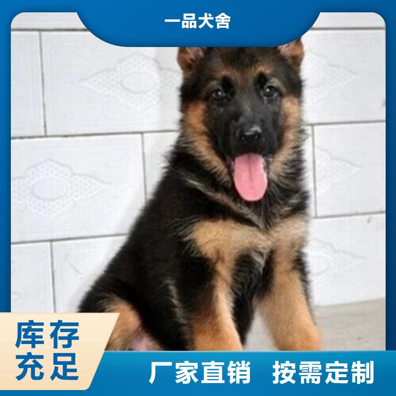 德国牧羊犬卡斯罗犬多种工艺