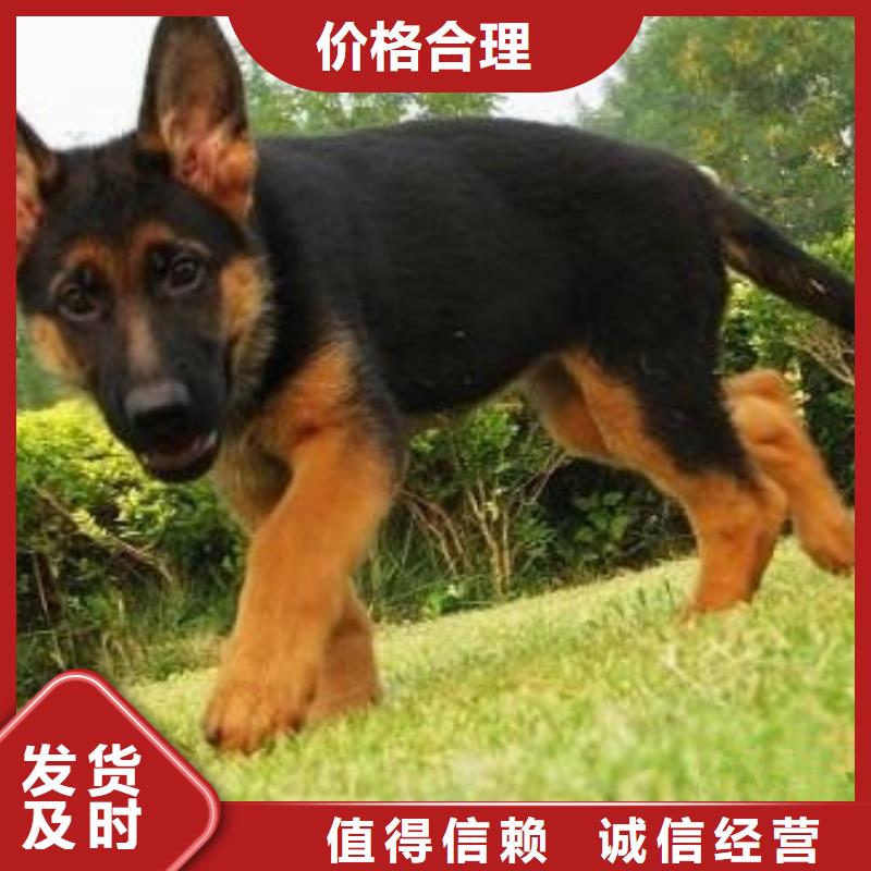 德国牧羊犬拉布拉多犬现货充足