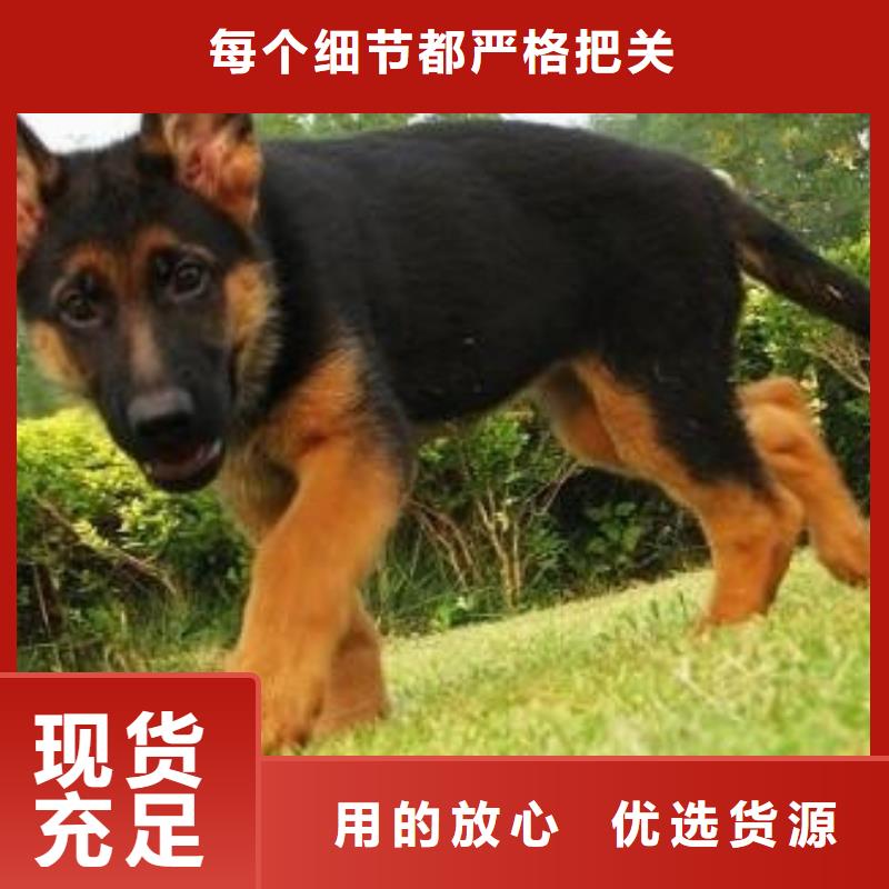 德国牧羊犬-卡斯罗犬库存齐全厂家直供