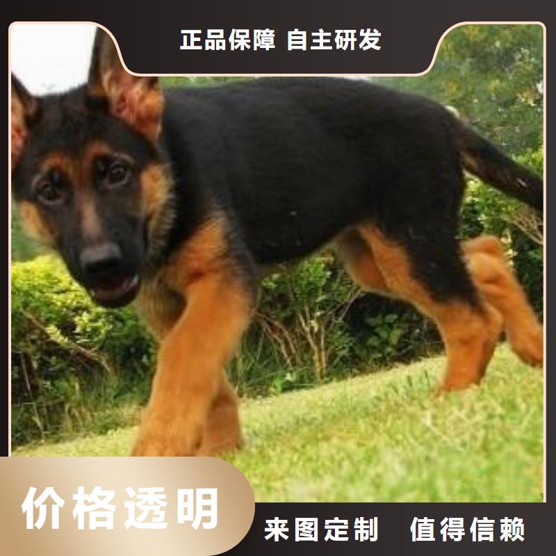 德國牧羊犬羅威納犬價格公道合理