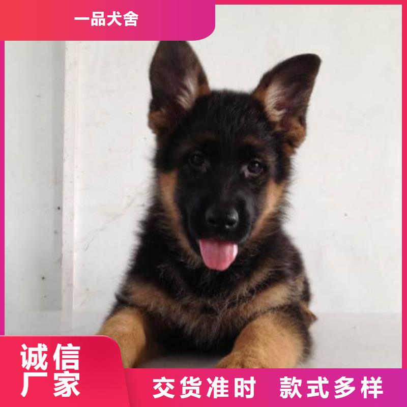 德国牧羊犬_德牧犬厂家拥有先进的设备