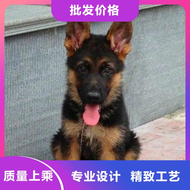 【德国牧羊犬黑狼一对一为您服务】