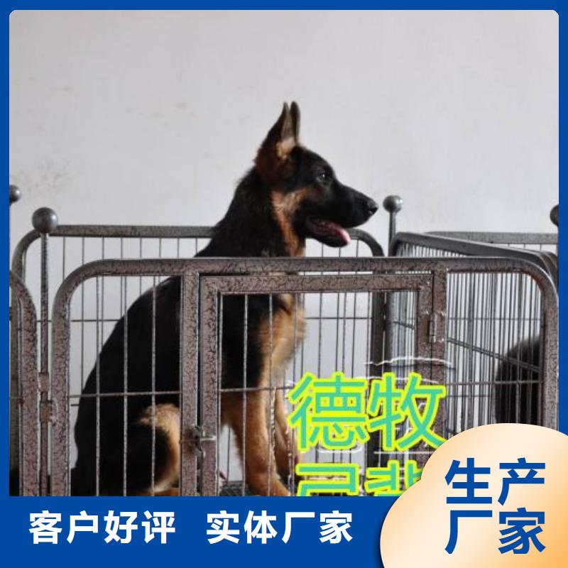 德国牧羊犬-德牧犬严谨工艺